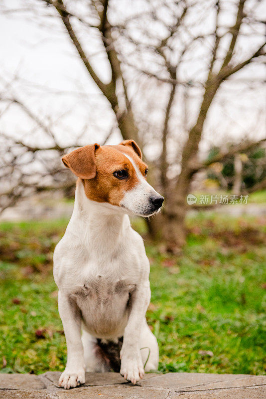 小猎犬坐在草地上