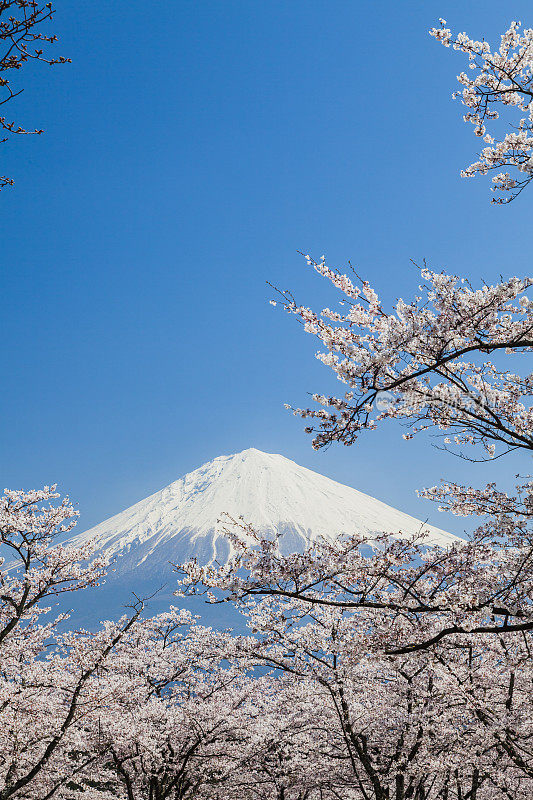 穿过樱花树的富士山