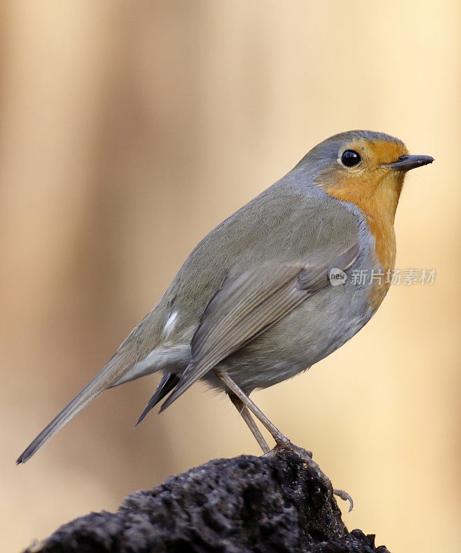 罗宾(红心rubecula)