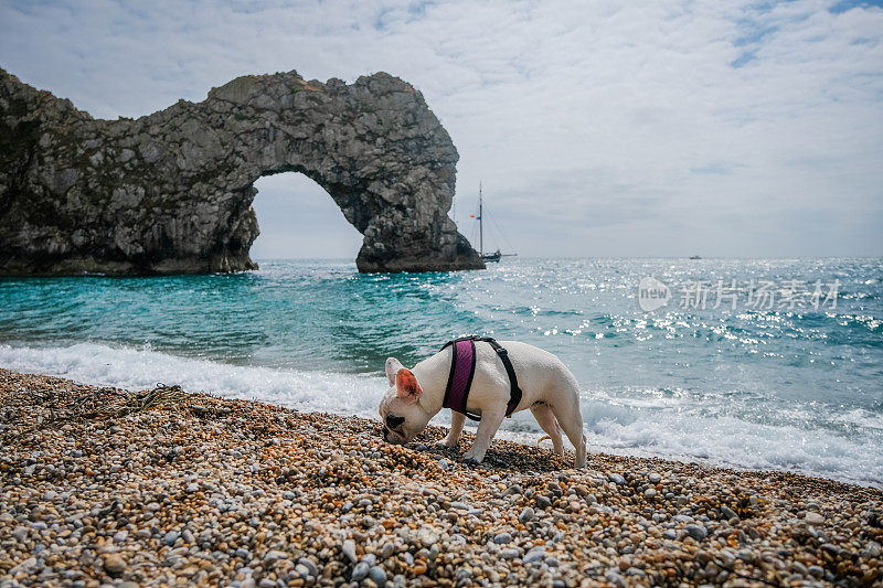 在英国多塞特的侏罗纪海岸，一只法国斗牛犬正在探索杜德尔门海滩