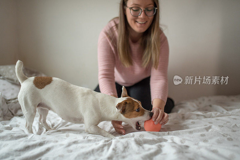 一个年轻的女人和她的小狗杰克罗素梗狗玩耍