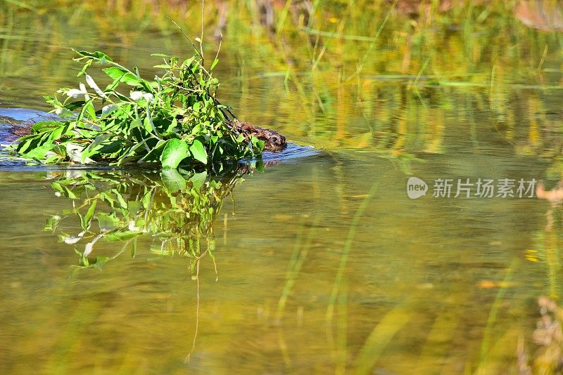 海狸带着食物游泳