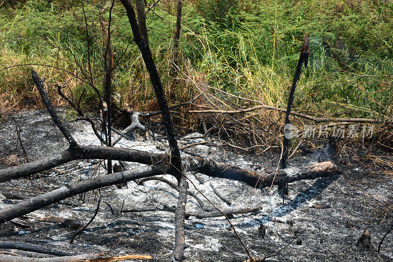 烧毁的树木和森林火灾的后果