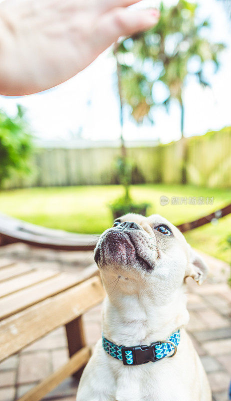 一个有趣可爱的年轻法国斗牛犬的肖像