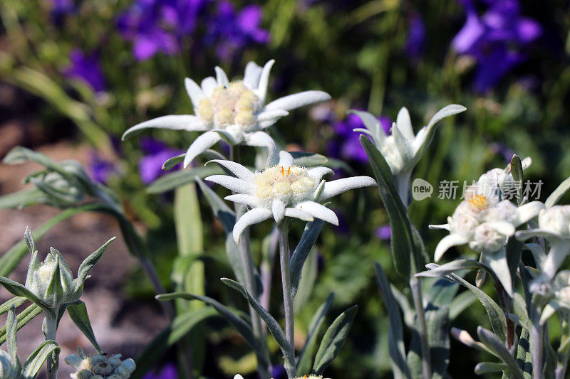 雪绒花