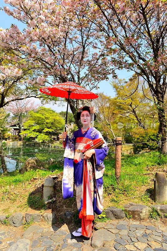 日本女人在Maiko的服装和发型享受京都的春天