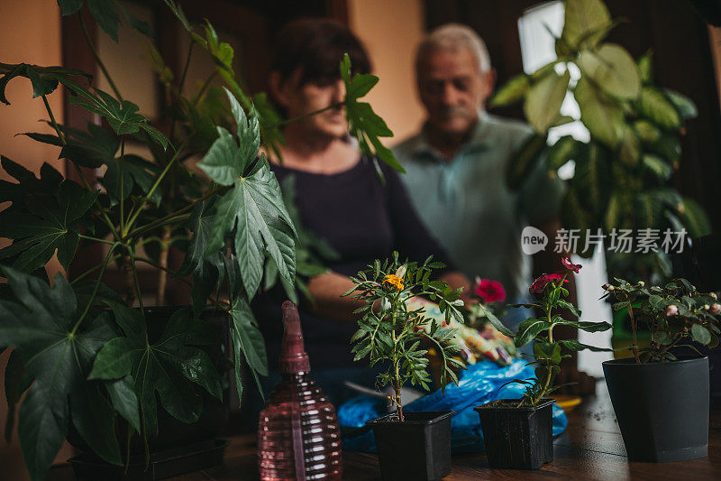 老两口在花盆里种花