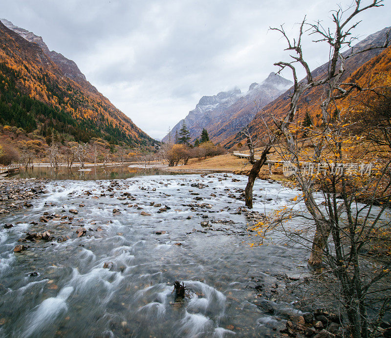 森林和树木景观纹理背景，色彩斑斓的自然景观风景亚丁，香格里拉，中国，西藏山区的秋天