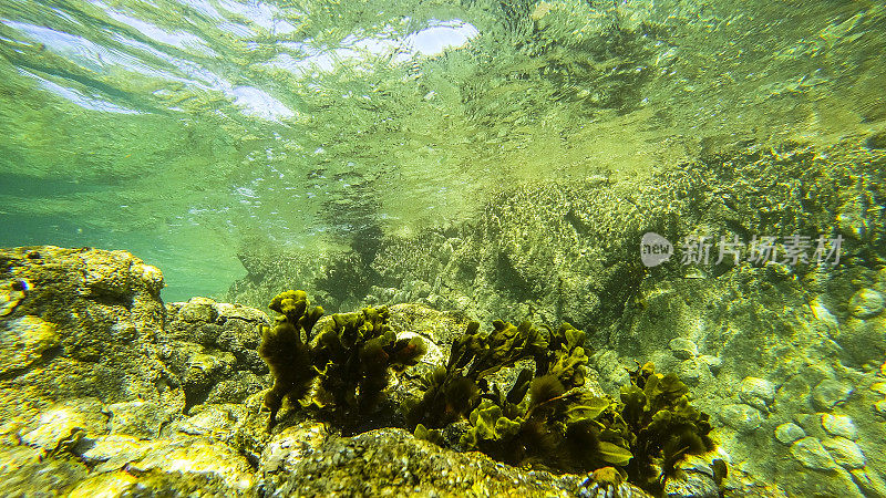 法国布列塔尼海岸的海底长满了绿色的海草