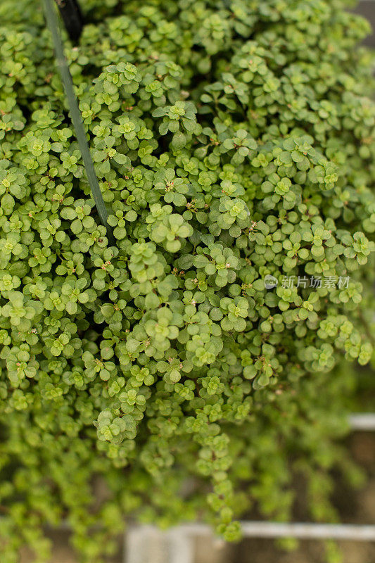 珍稀热带植物和花卉在明亮的自然光