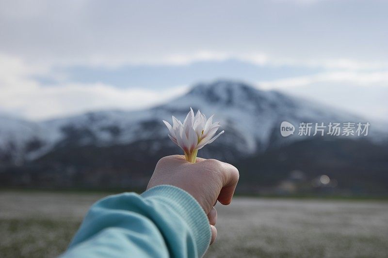 一簇美丽脆弱的野生雪花莲