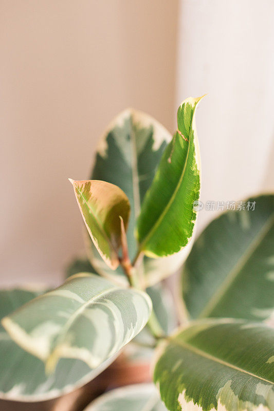 杂色橡胶植物'杂色橡无花果室内植物