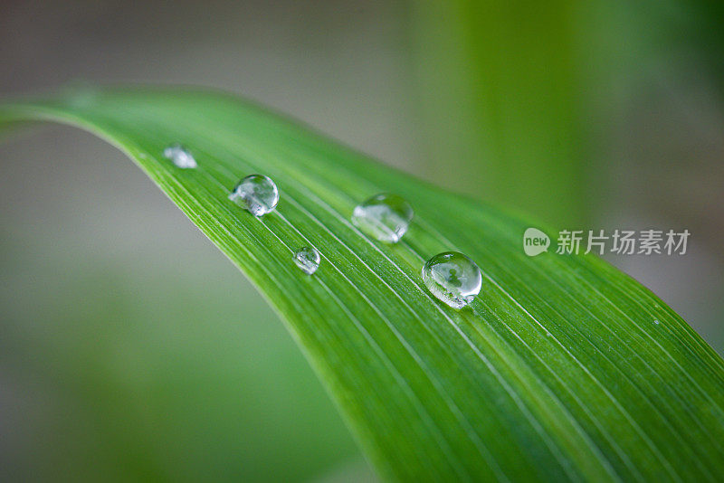 清晨小雨过后，水滴在绿叶上