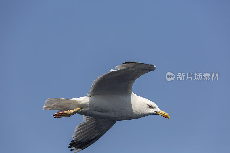 希腊卡瓦拉附近的萨索斯岛渡轮上的海鸥