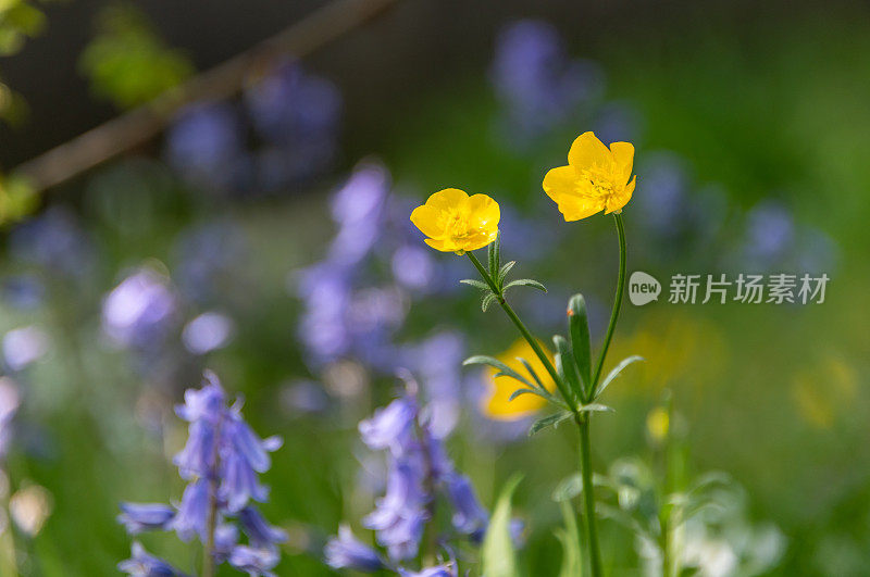 树林里的毛茛和蓝铃草