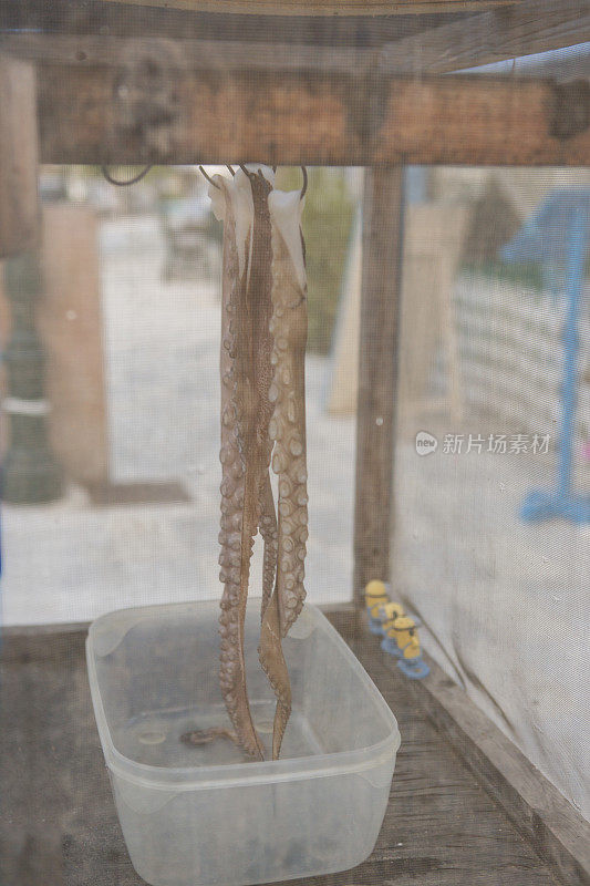 晒干章鱼在萨索斯岛在卡瓦拉希腊