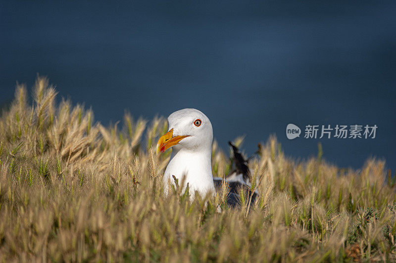 嵌套加利福尼亚海鸥