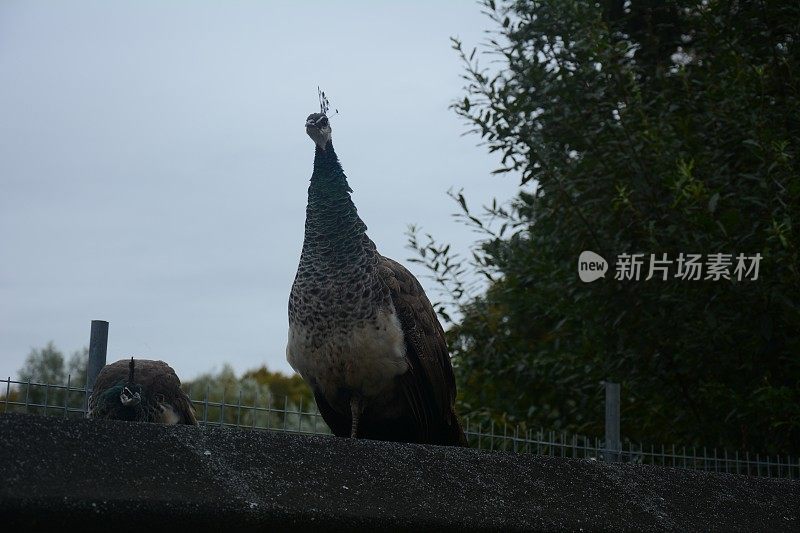 孔雀站在屋顶上