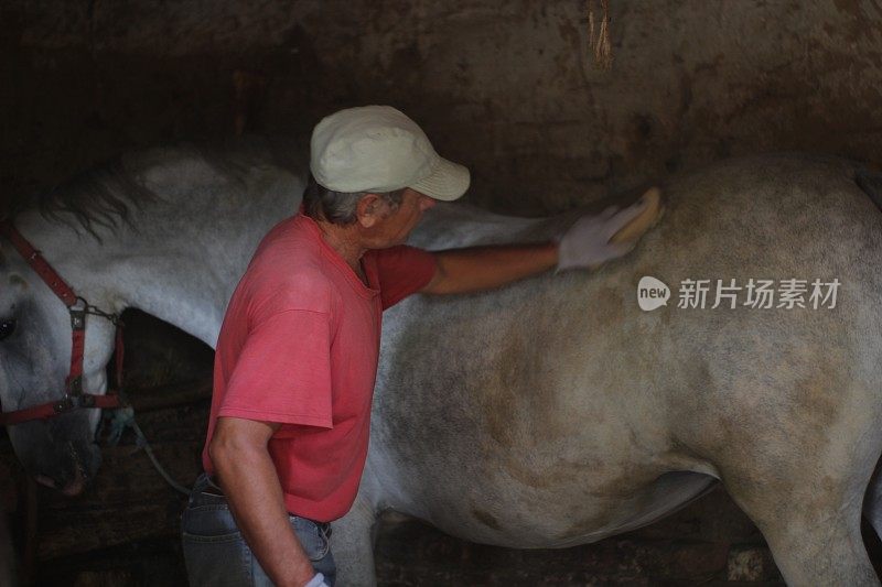 成熟的男人照顾干净的马