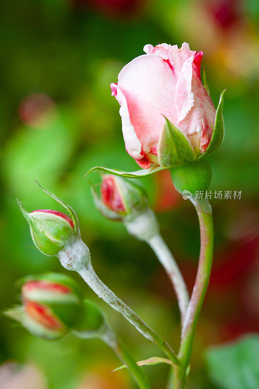 粉红色玫瑰花，花蕾柔嫩