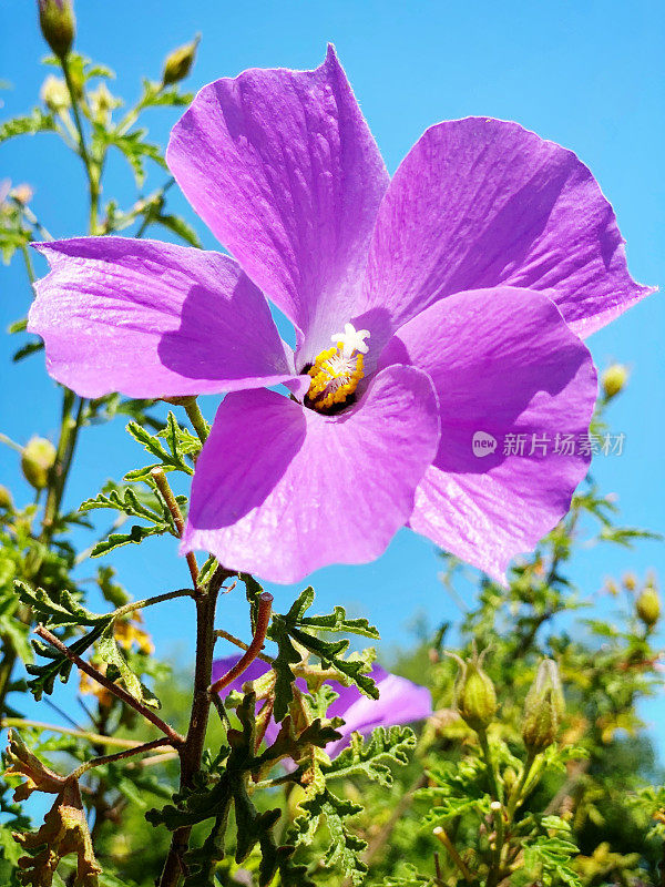 紫丁香花，木槿花