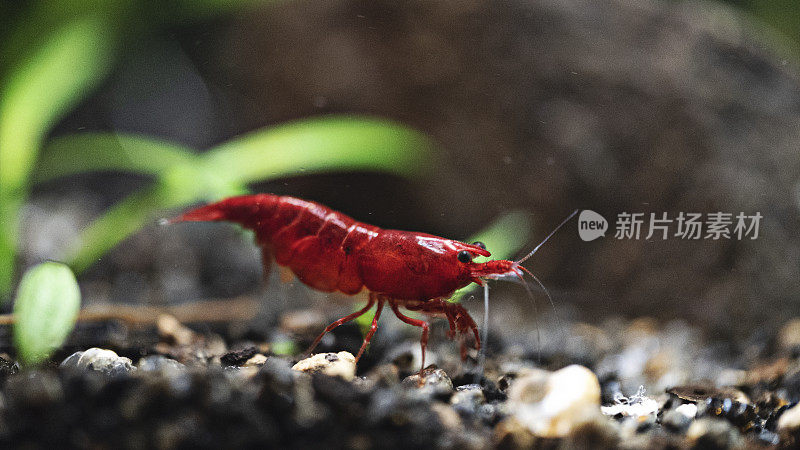 樱桃虾在水族馆的特写