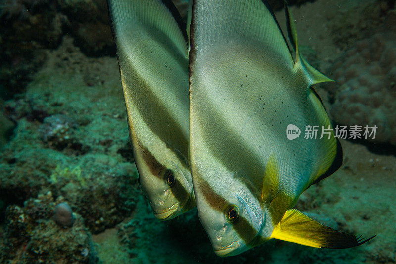 热带鱼，海洋生物，