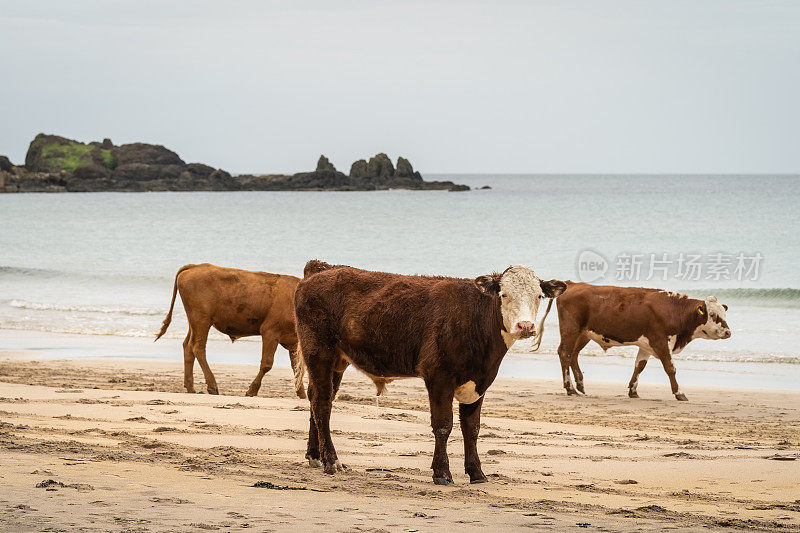 牛站在平静的大海和遥远崎岖的海岸线的沙滩上
