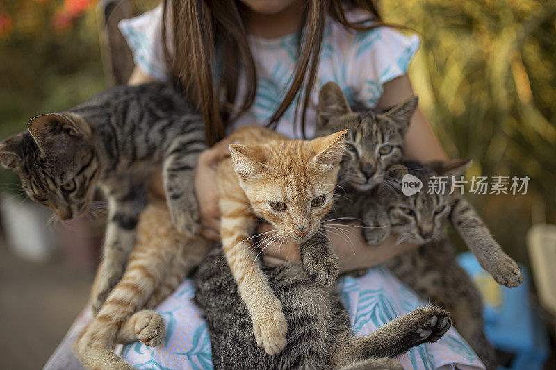 一群不同的小猫在一个小女孩的手里