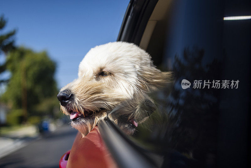 狗在开着窗户的车里