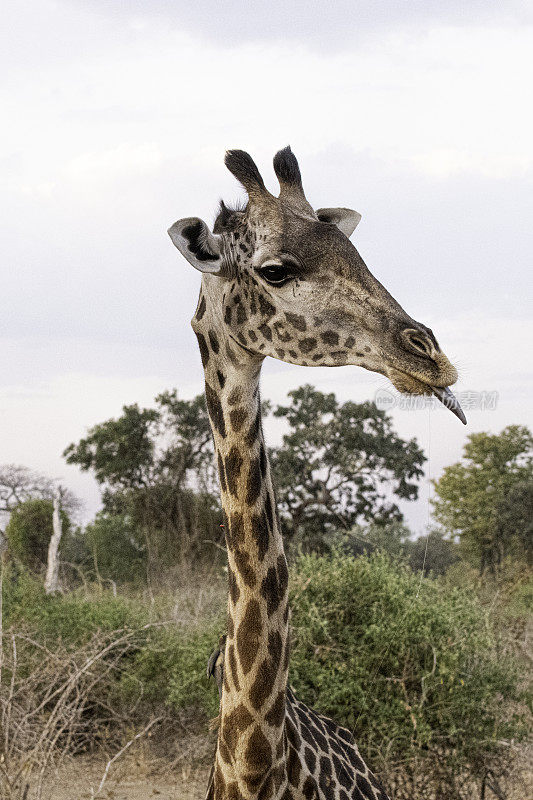 濒临灭绝的马赛长颈鹿在赞比亚的南卢安瓜国家公园