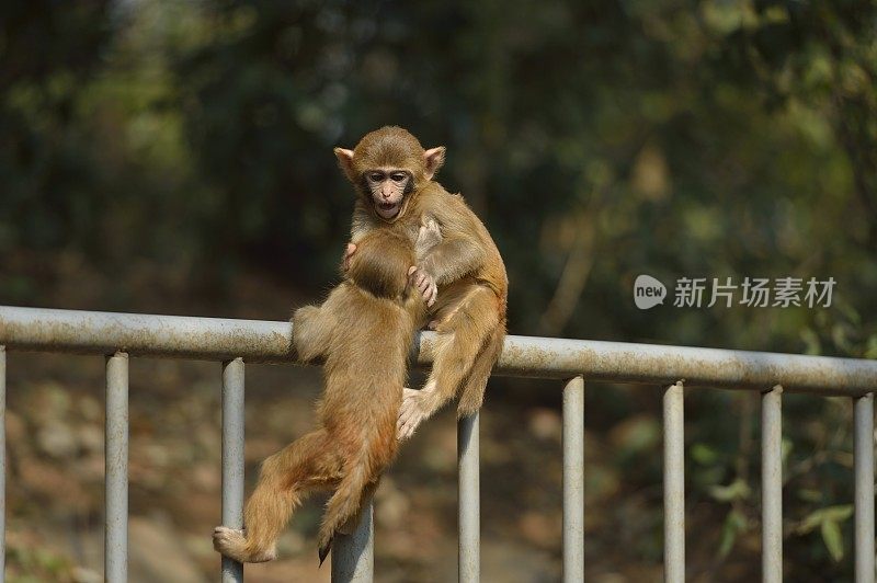 两只小猴子在树林里玩耍