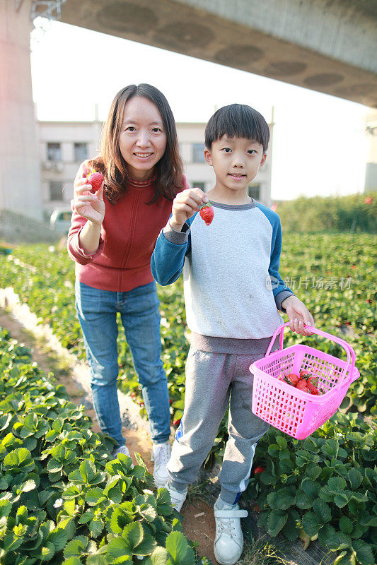 一个小男孩在农场外面摘草莓