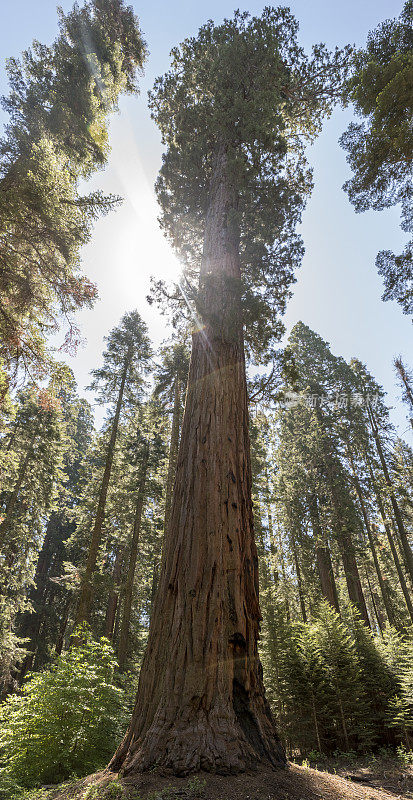 红杉国家公园的一棵大树
