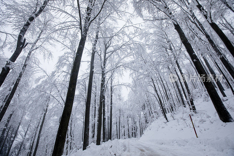 在冬天被雪覆盖的山毛榉树森林的低角度视图