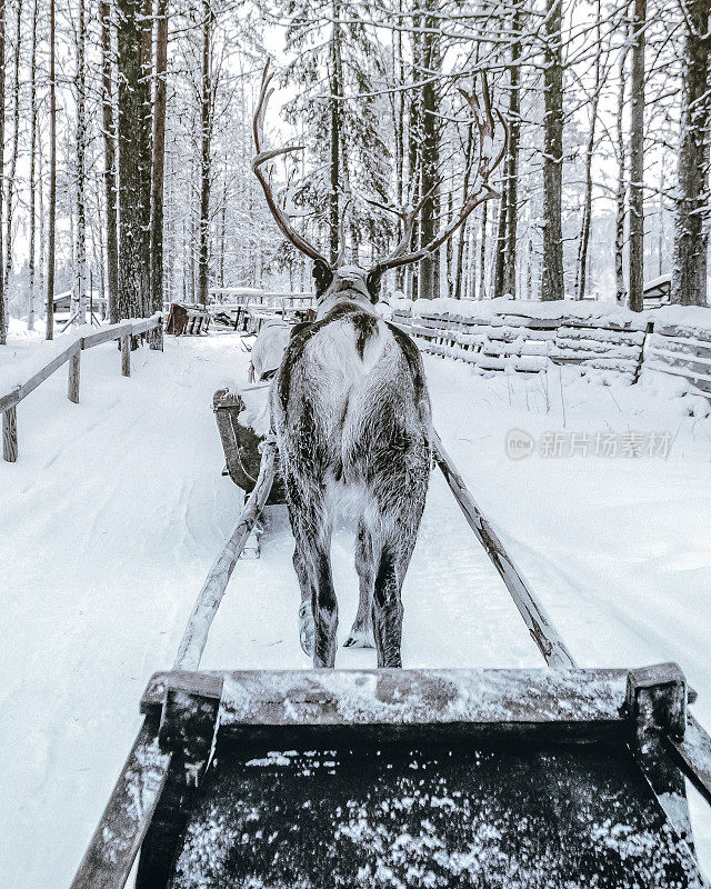 芬兰的拉普兰，驯鹿拉着雪橇穿过雪地