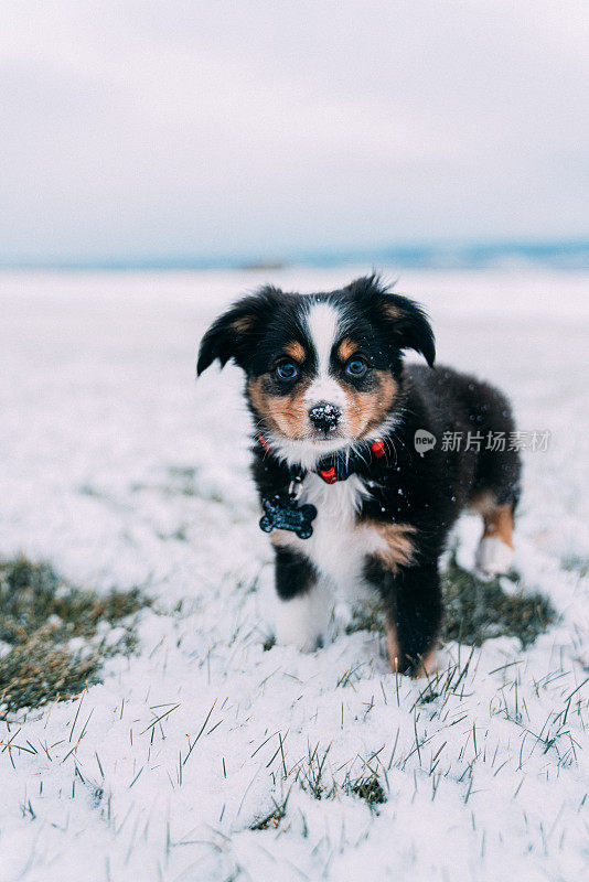 近距离拍摄的迷你澳大利亚牧羊犬小狗在雪