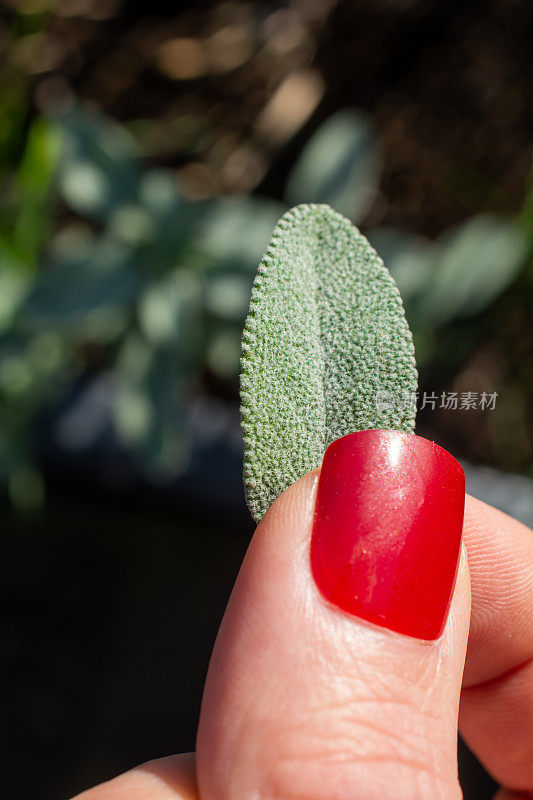 拿着花园里的鼠尾草做晚餐的女人