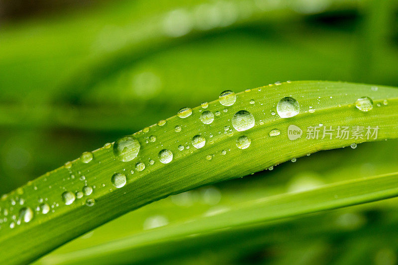 绿色的玉米叶子和雨滴