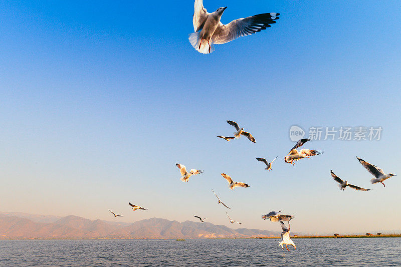 自然日落，放松的风景，鸟飞在缅甸的湖上