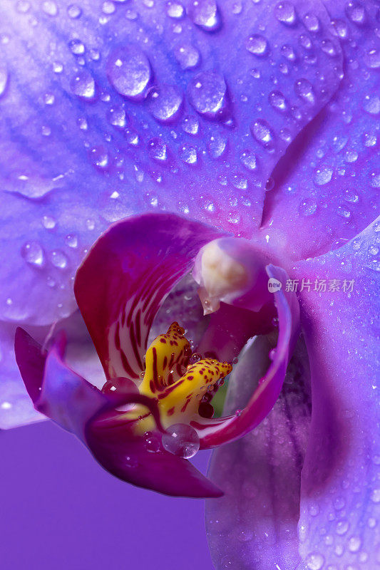 兰花花与雨滴特写