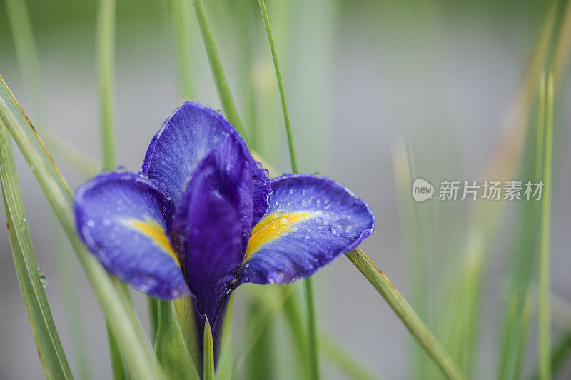 美丽的紫花鸢尾花在春天