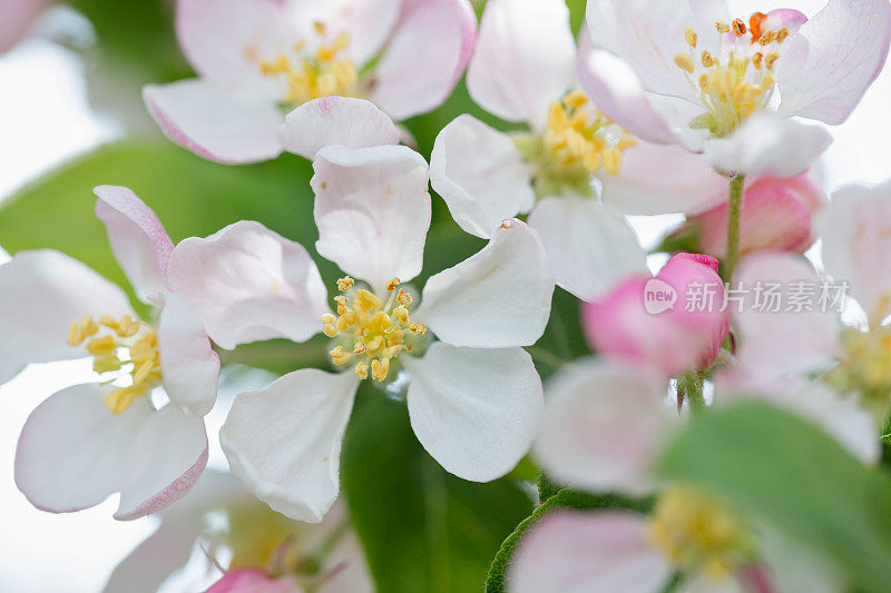 苹果树开花的特写