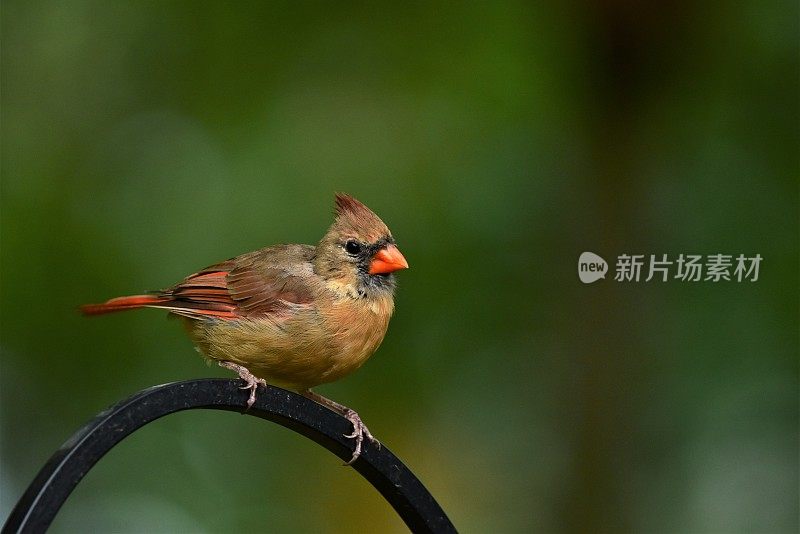 女性红衣凤头鸟栖息