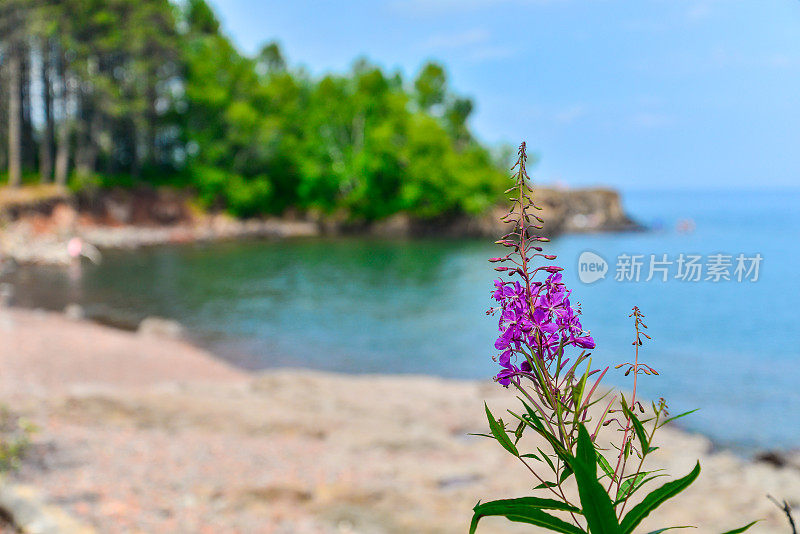 明尼苏达州北岸苏必利尔湖上的鲜花