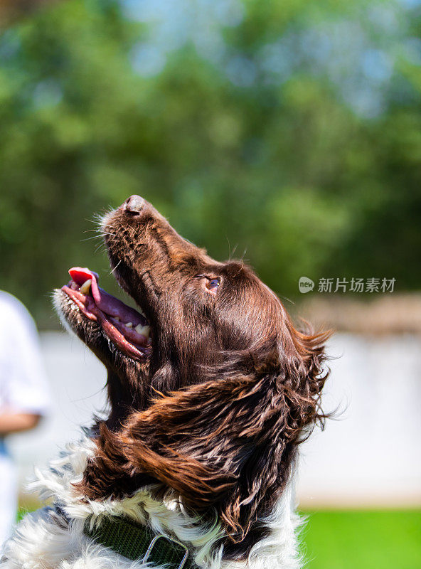 施普林格猎犬肖像