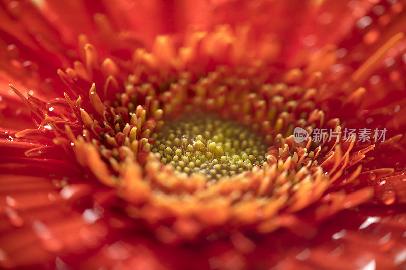 非洲菊特写