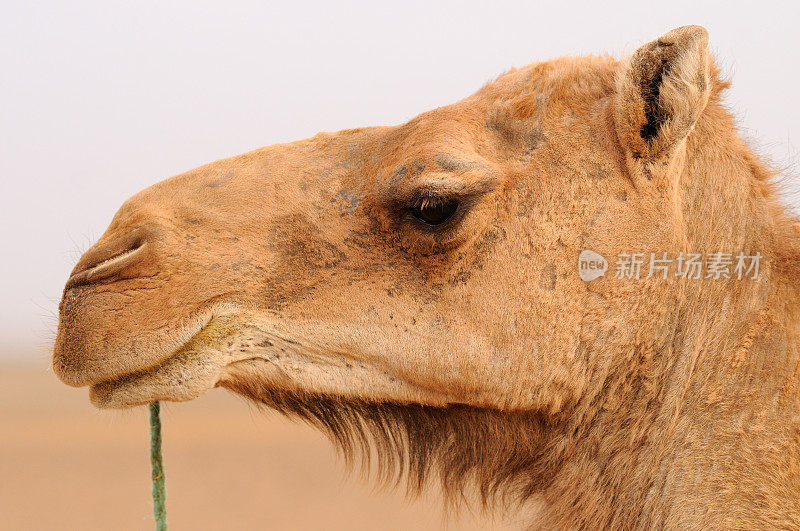 骆驼特写，非洲摩洛哥