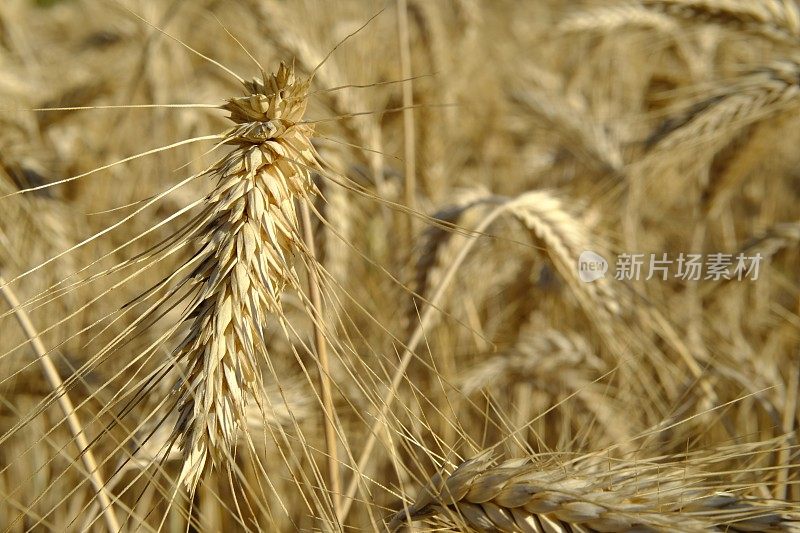 熟小麦穗