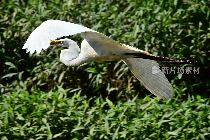 大白鹭飞